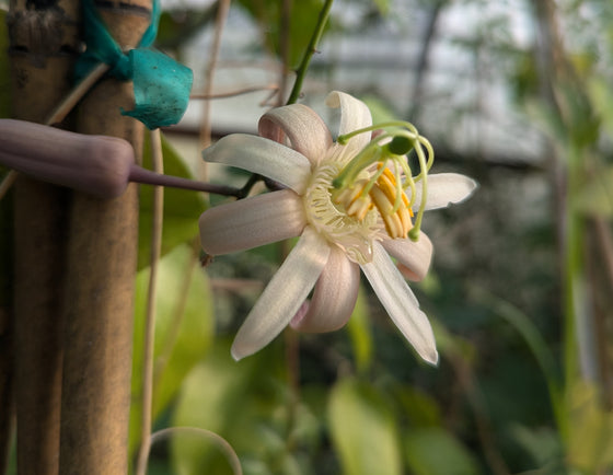 Passiflora contracta 4" pot