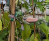 Passiflora contracta 4" pot