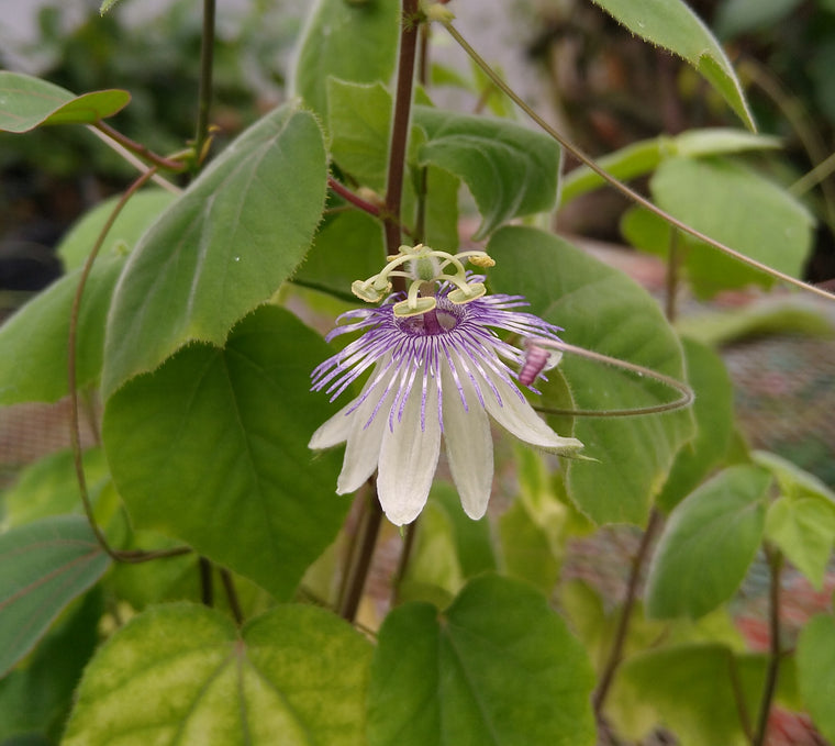Passiflora foetida 4" pot