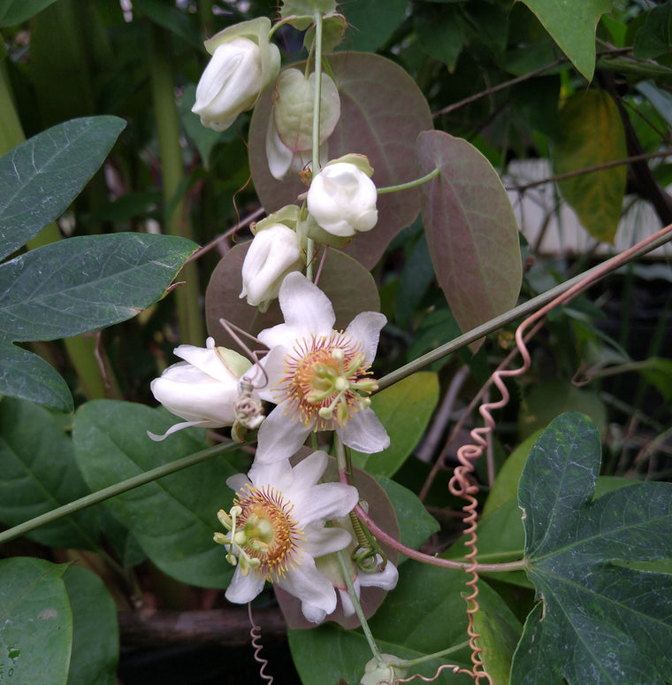 Passiflora guatemalensis 4" pot