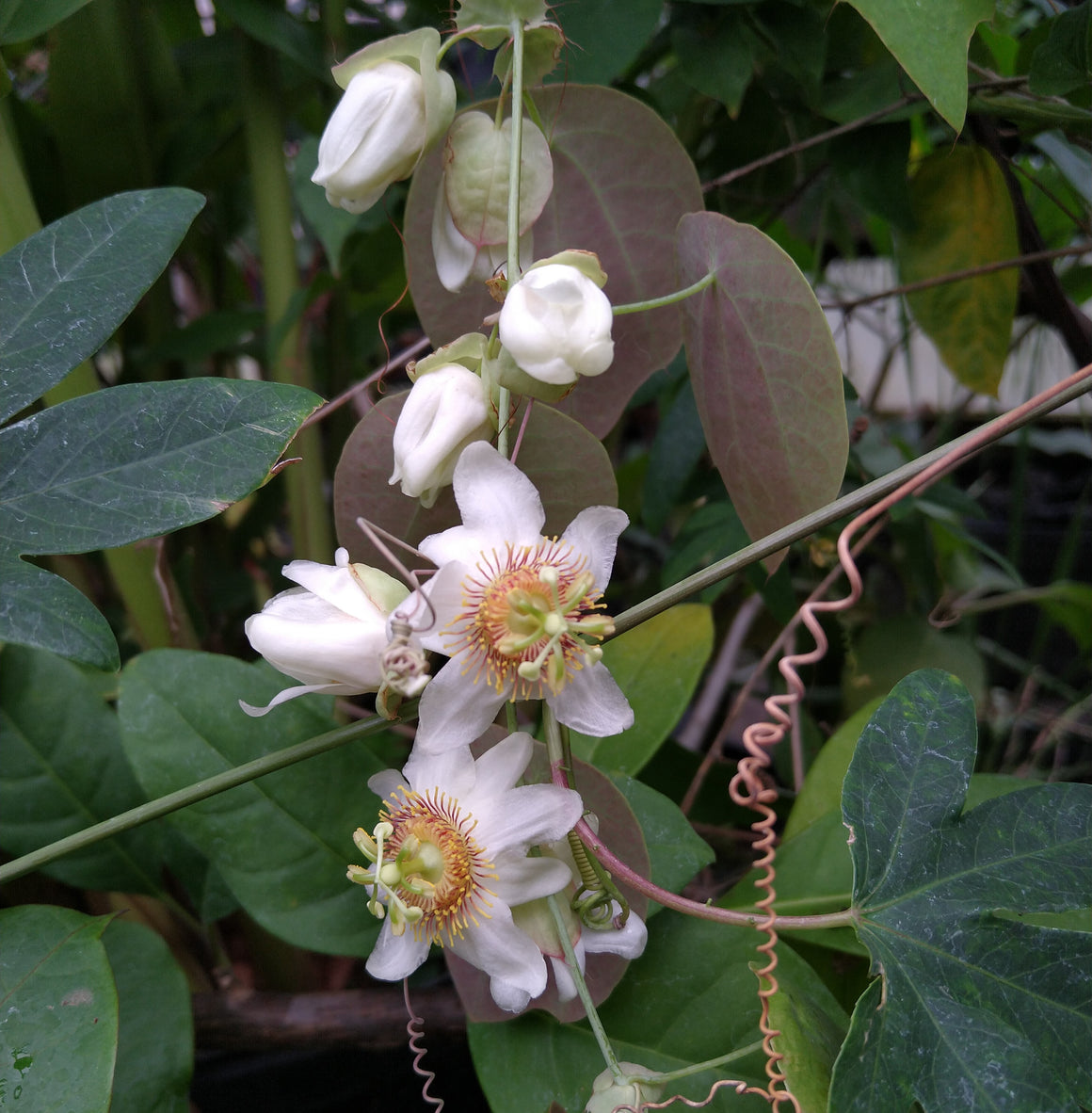 Passiflora guatemalensis 4" pot