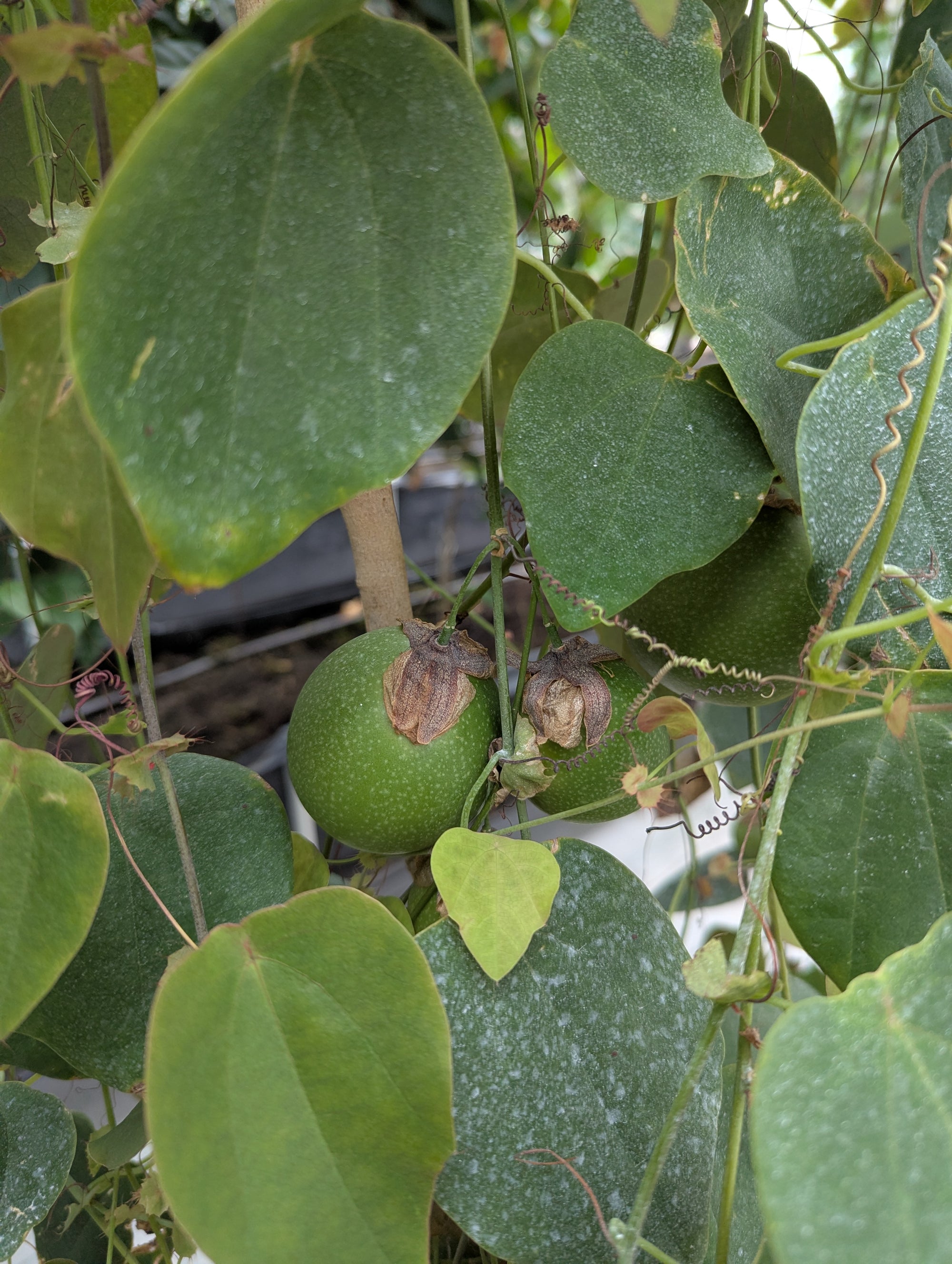 Passiflora guatemalensis 4" pot