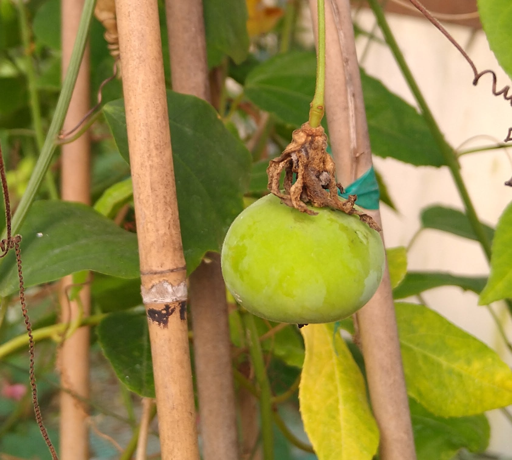 Passiflora malacophylla 4" pot