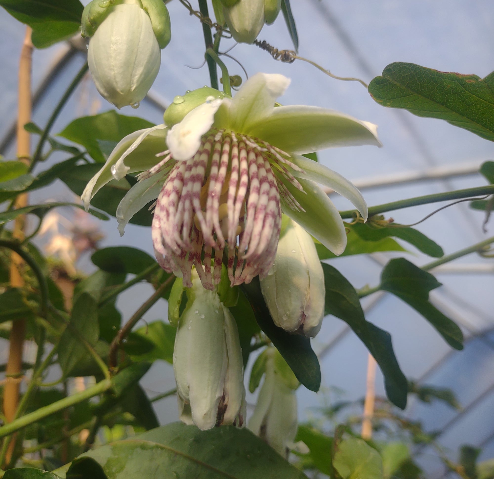 Passiflora nigradenia 4" pot