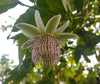 Passiflora nigradenia 4" pot