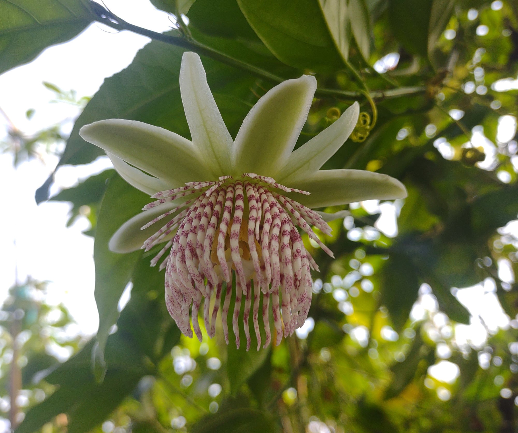 Passiflora nigradenia 4" pot