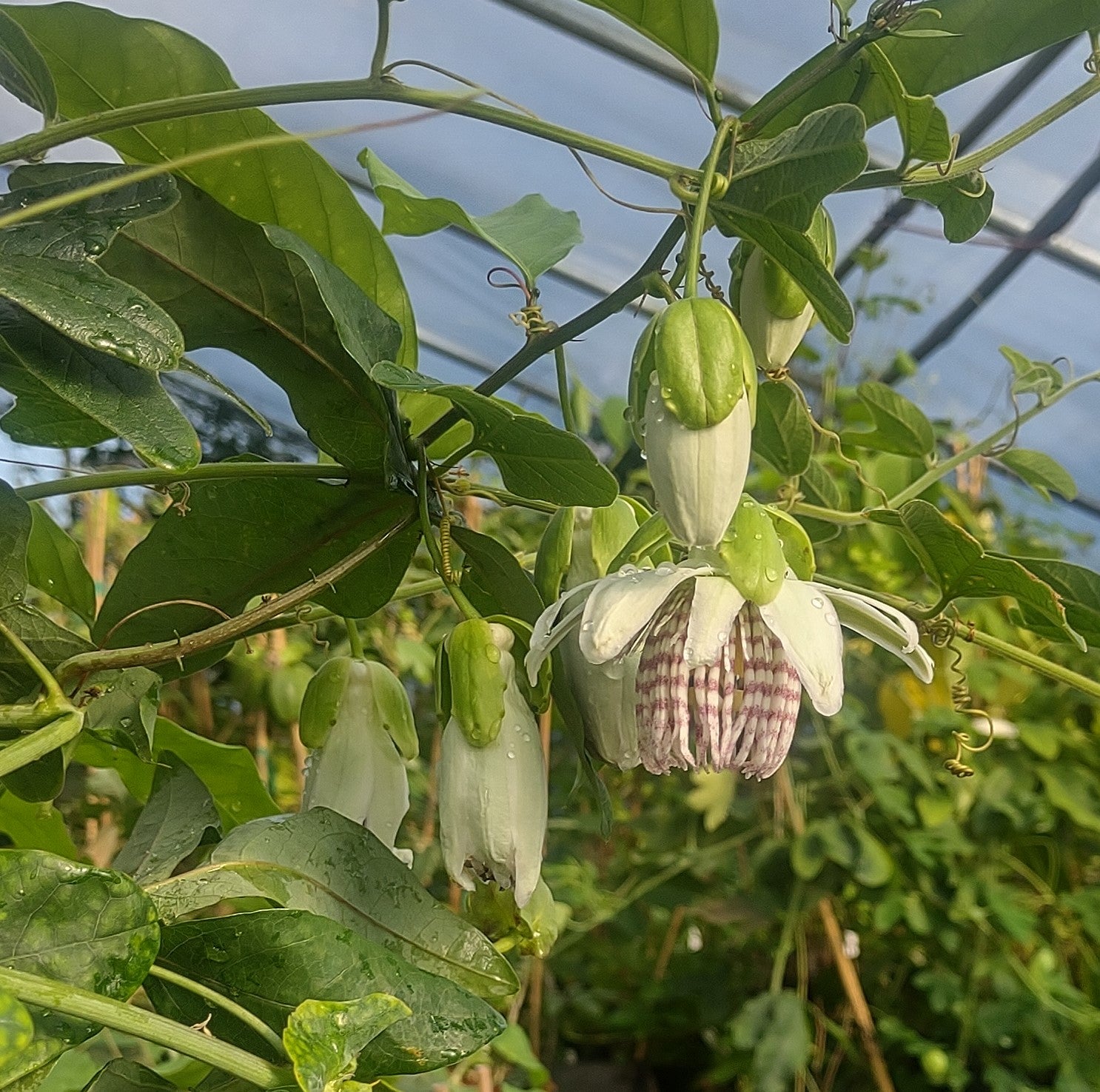 passion fruit plant in pot Passiflora nigradenia 4" pot
