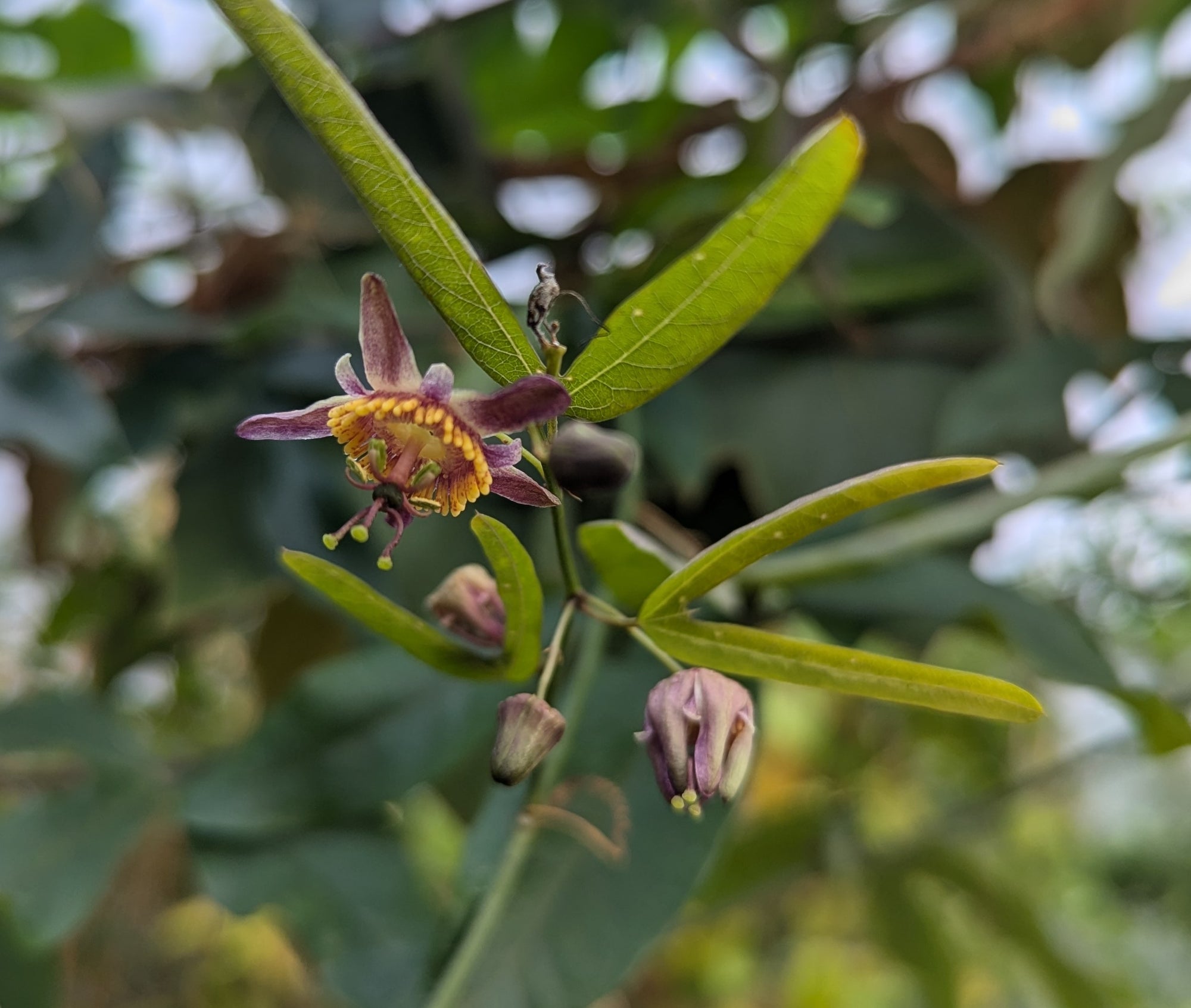 Passiflora ornithoura 4" pot