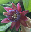 Passiflora phoenicia 4" pot