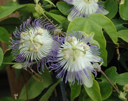 Passiflora retipetala 4" pot