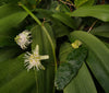Passiflora saxicola (formerly sold as P. misera) 4" pot