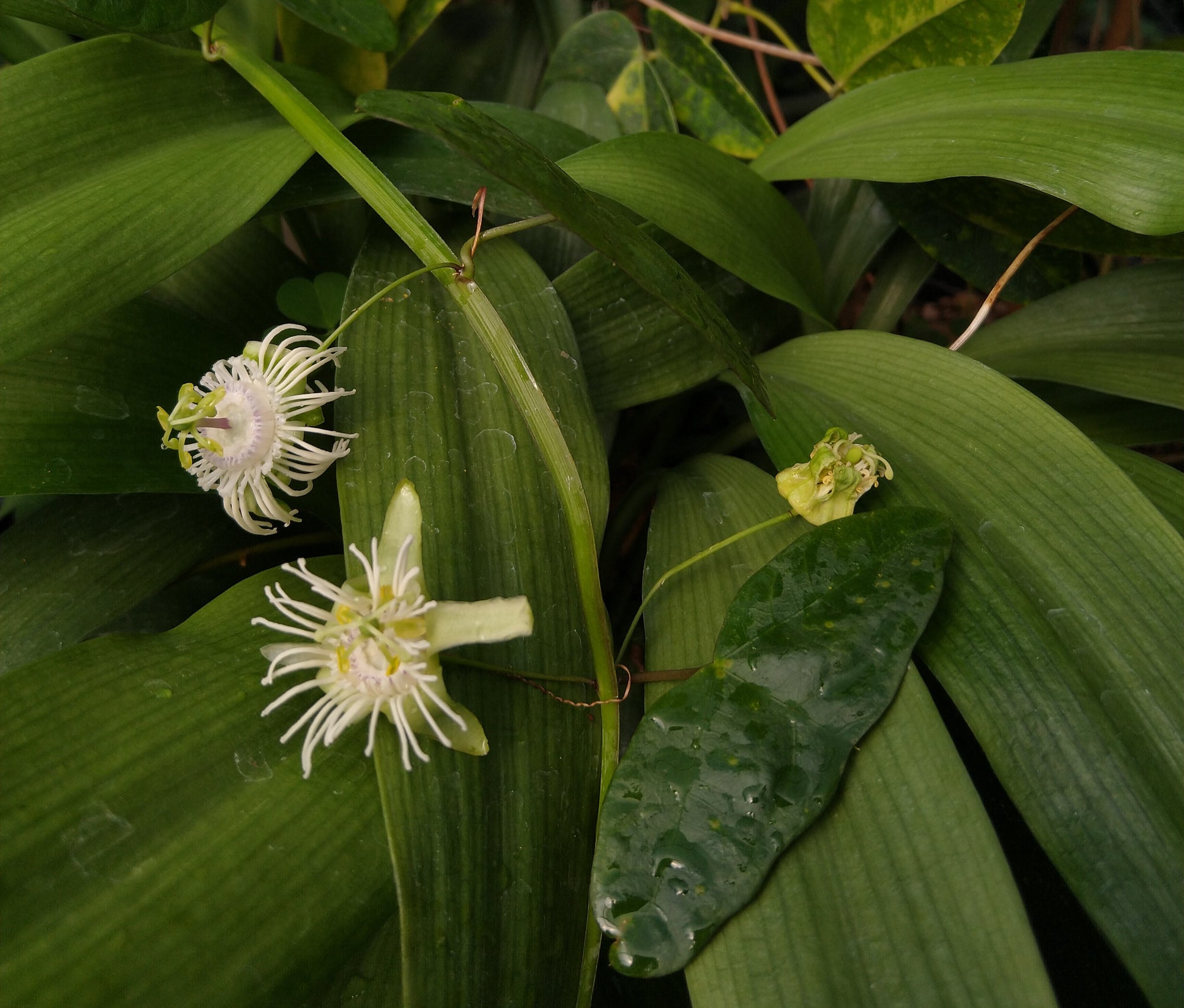 Passiflora saxicola (formerly sold as P. misera) 4" pot
