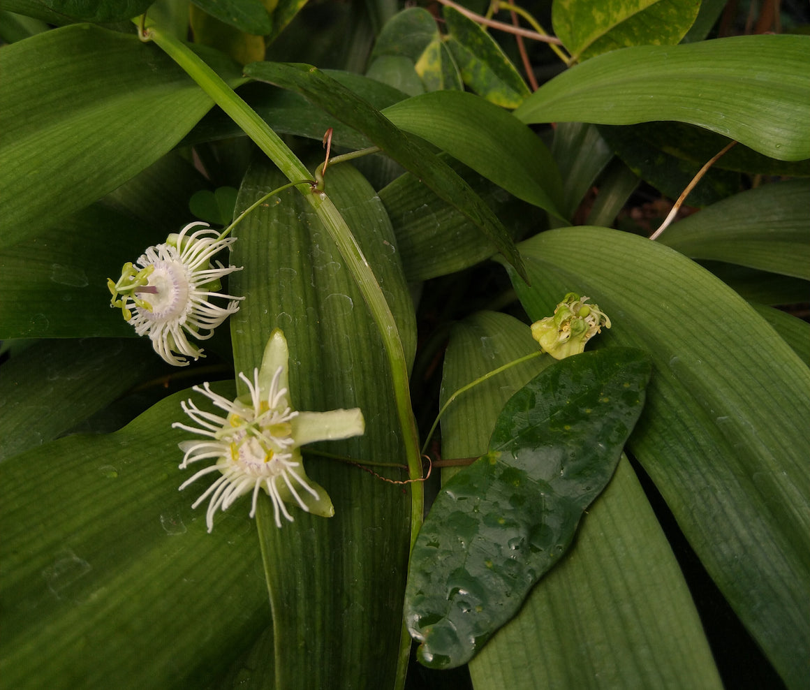 P._saxicola_leaves_580x@2x.jpg