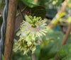 Passiflora smilacifolia 4" pot