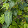 Passiflora smilacifolia 4" pot