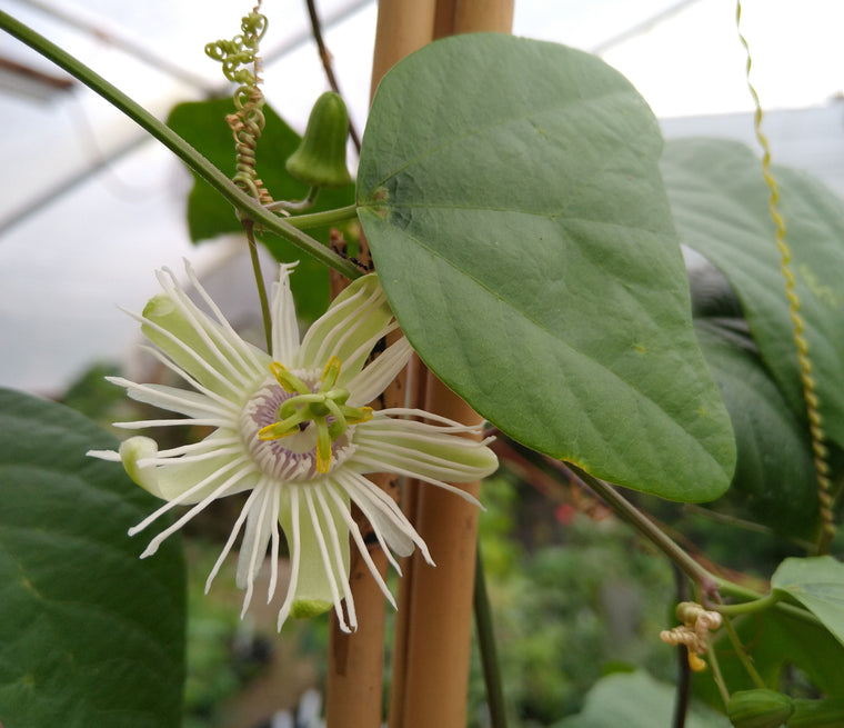Passiflora tricuspis bilobed (formerly sold as P. pohlii P. urnaefolia) 4" pot