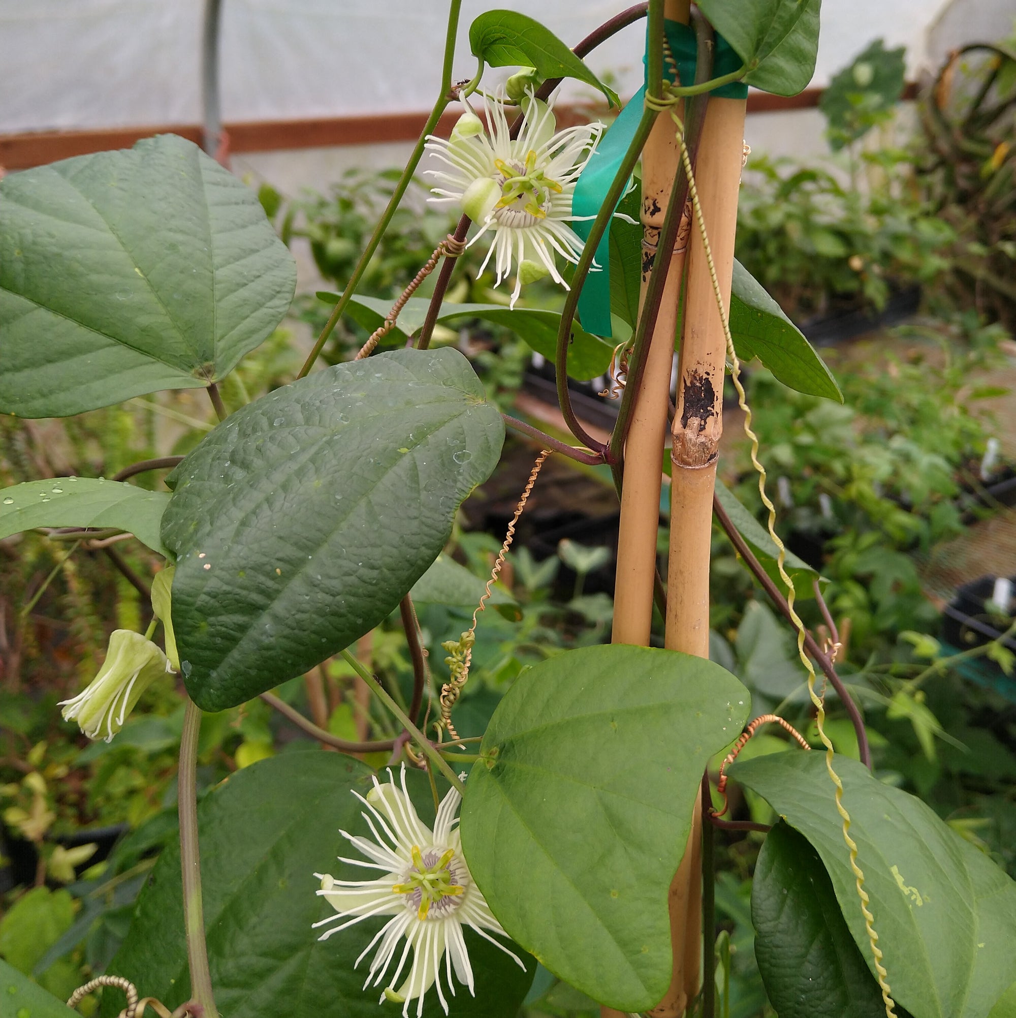 Passiflora tricuspis bilobed (formerly sold as P. pohlii P. urnaefolia) 4" pot