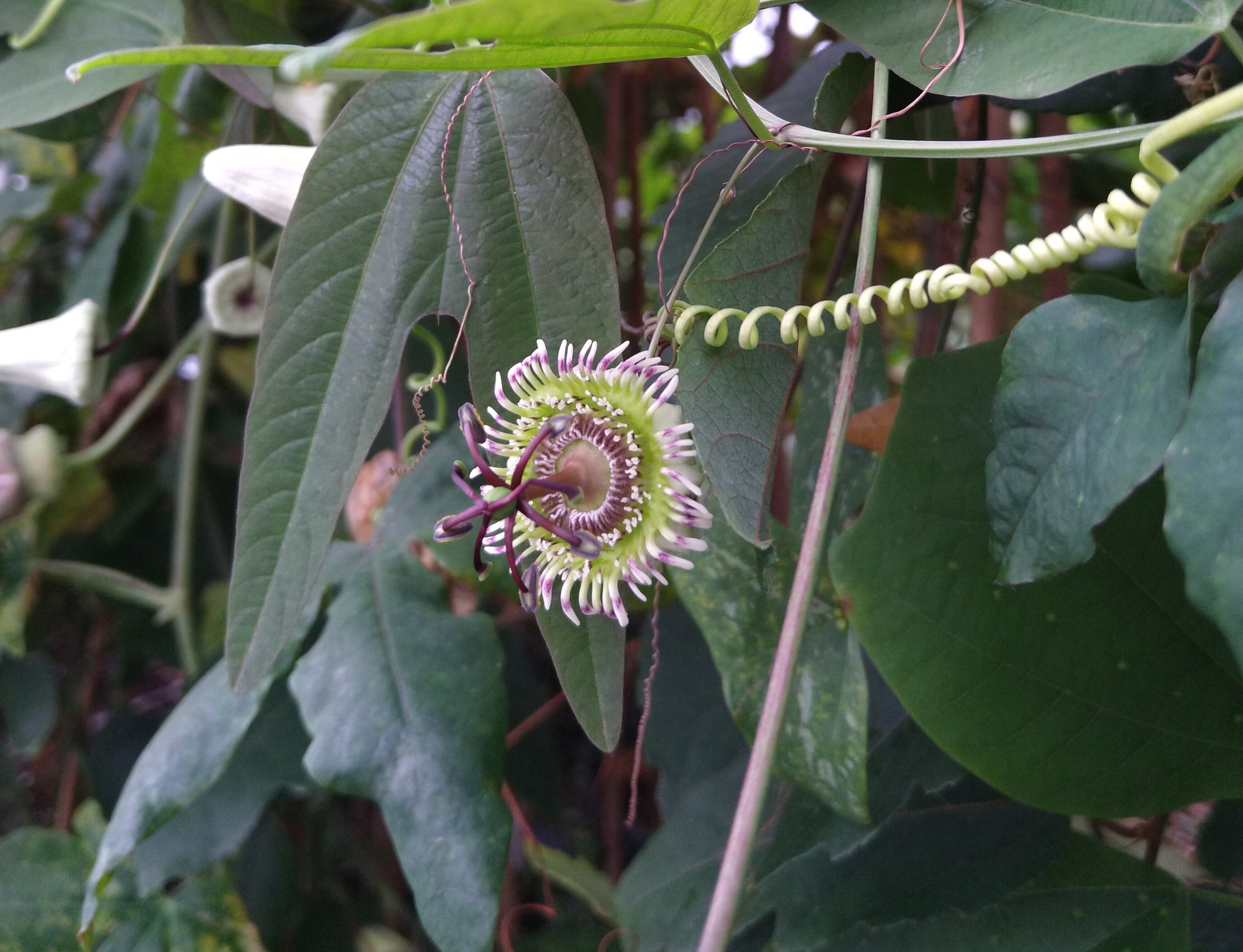 Passiflora tuberosa 4" pot