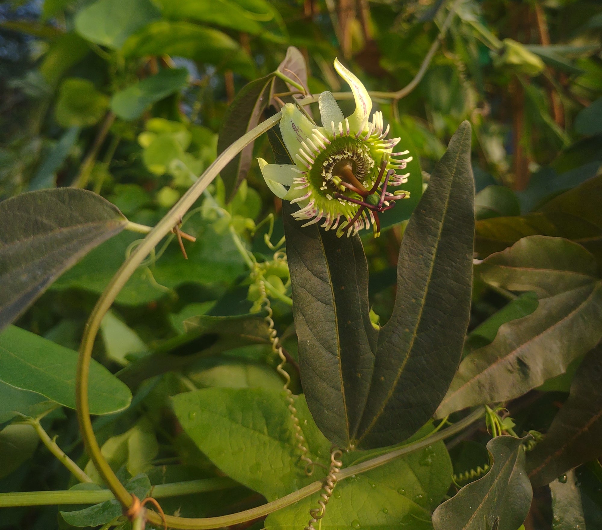 Passiflora tuberosa 4" pot