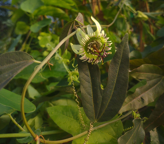 Passiflora tuberosa 4" pot