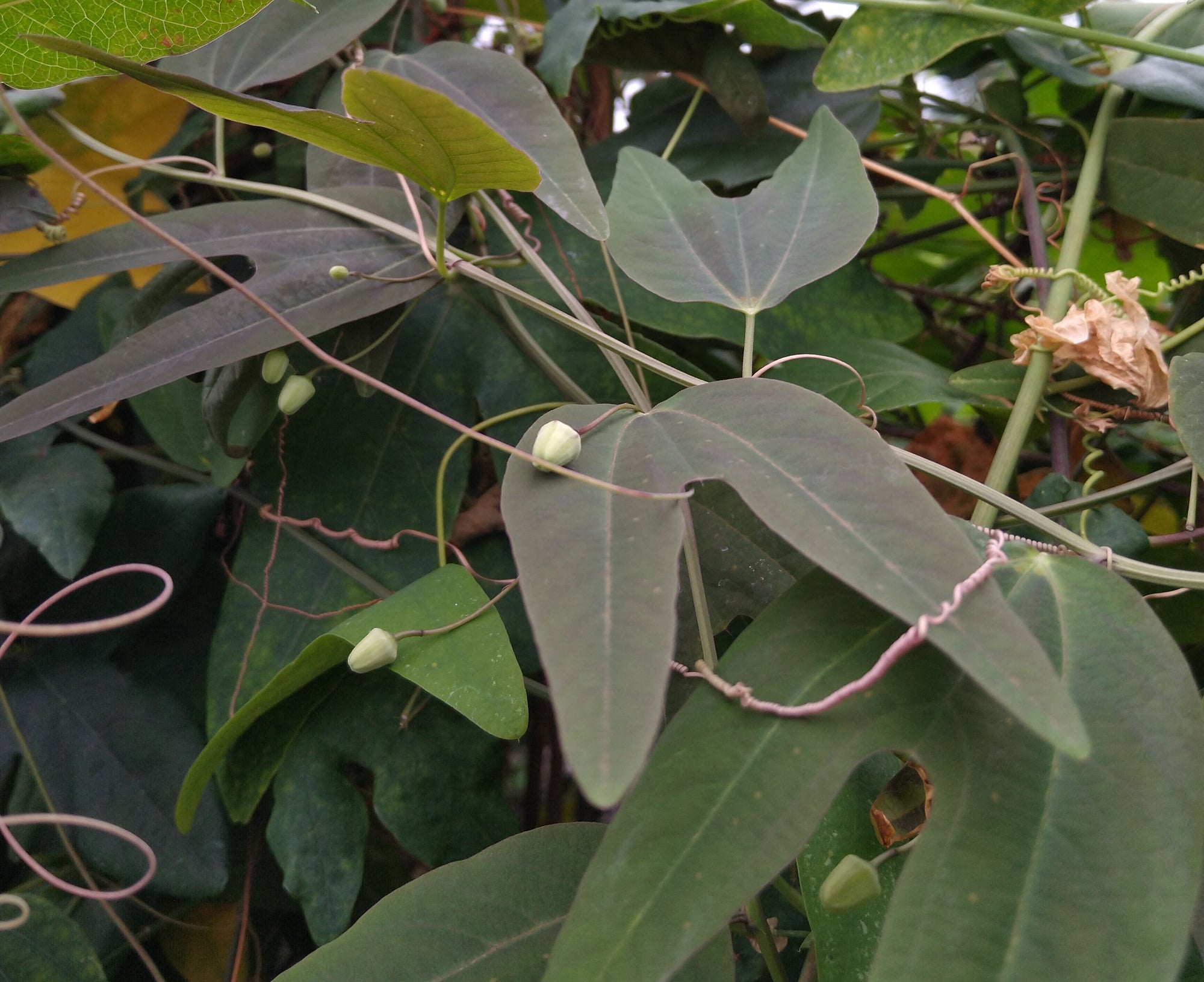 Passiflora tuberosa 4" pot