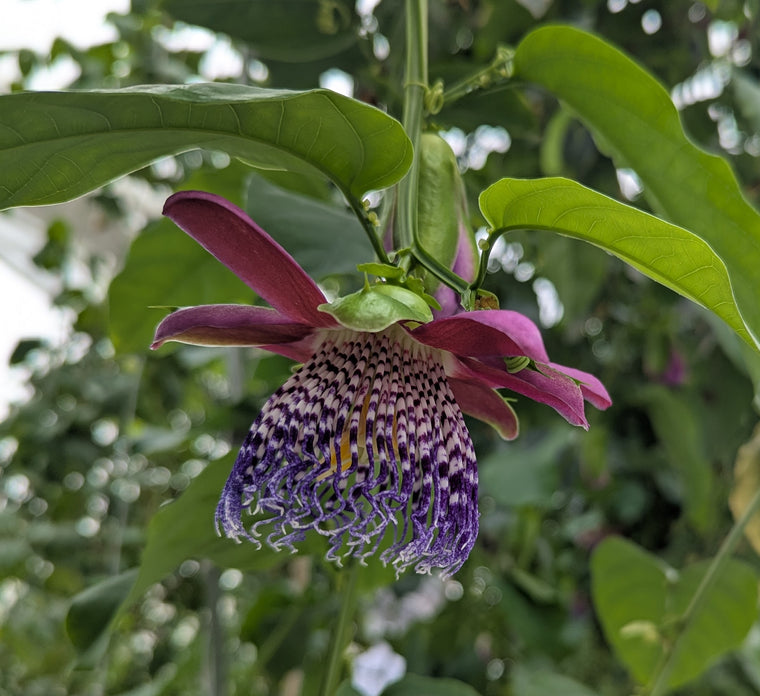 Passiflora alata 4" pot