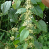 Passiflora auriculata 4" pot