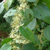 Passiflora auriculata 4" pot