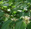 Passiflora auriculata 4" pot