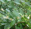 Passiflora auriculata 4" pot