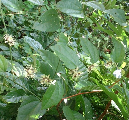 Passiflora auriculata 4" pot