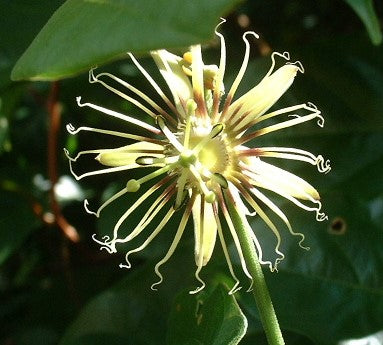 Passiflora auriculata 4" pot