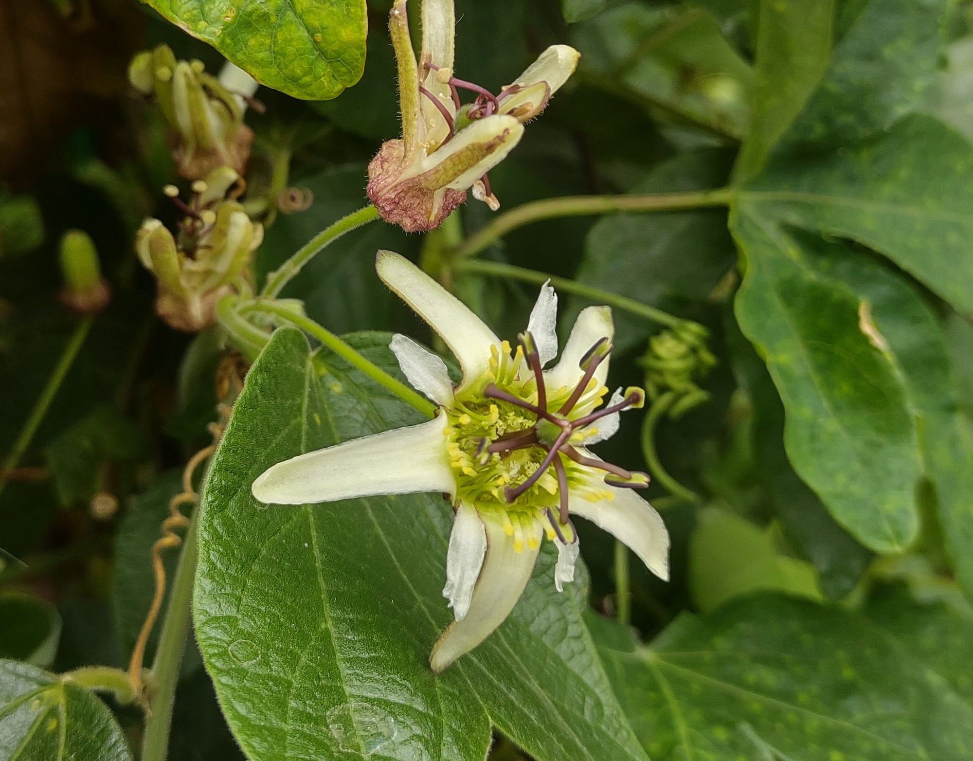 Passiflora bogotensis 4" pot
