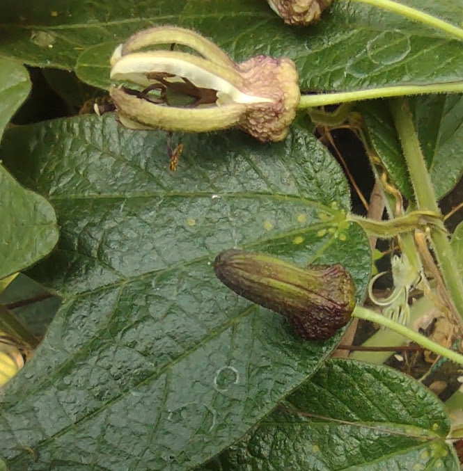 Passiflora bogotensis 4" pot