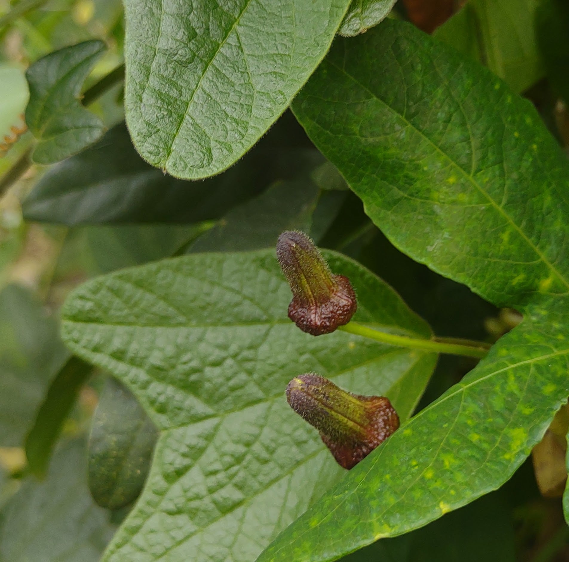 Passiflora bogotensis 4" pot
