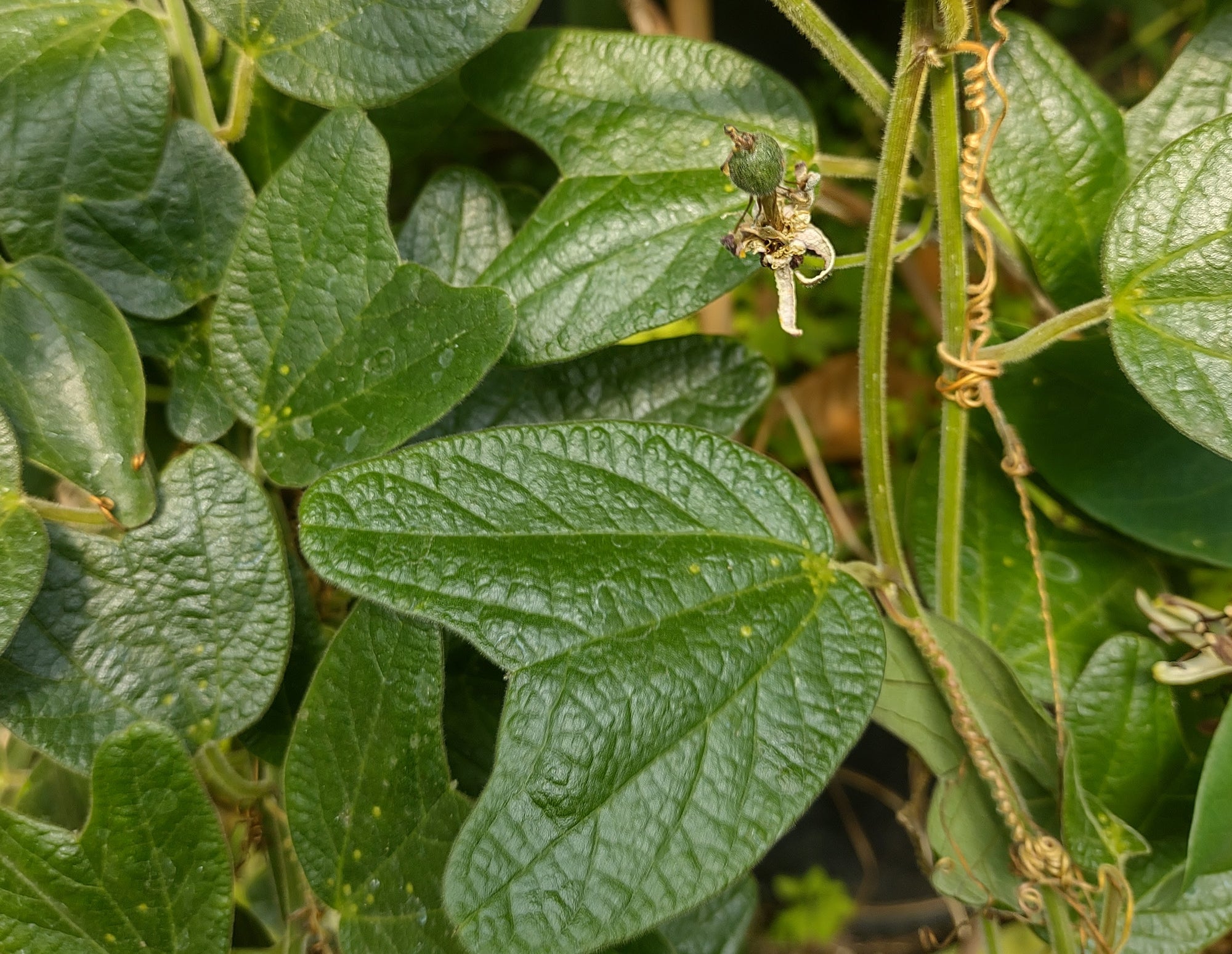 Passiflora bogotensis 4" pot