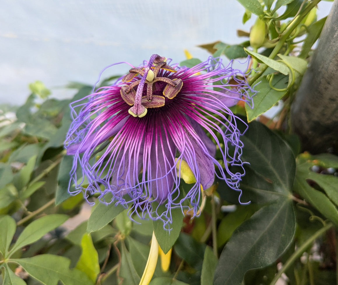 Passiflora cincinnata (Bahia) 4" pot