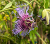 Passiflora cincinnata (Bahia) 4" pot