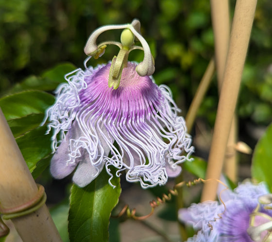 Passiflora cincinnata (light blue) 4" pot