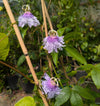 Passiflora cincinnata (light blue) 4" pot