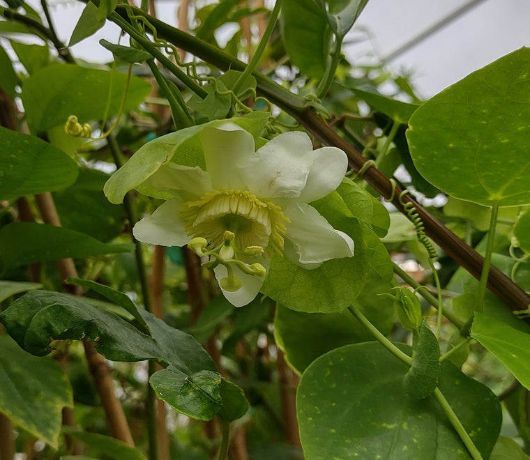 Passiflora cookii 4" pot