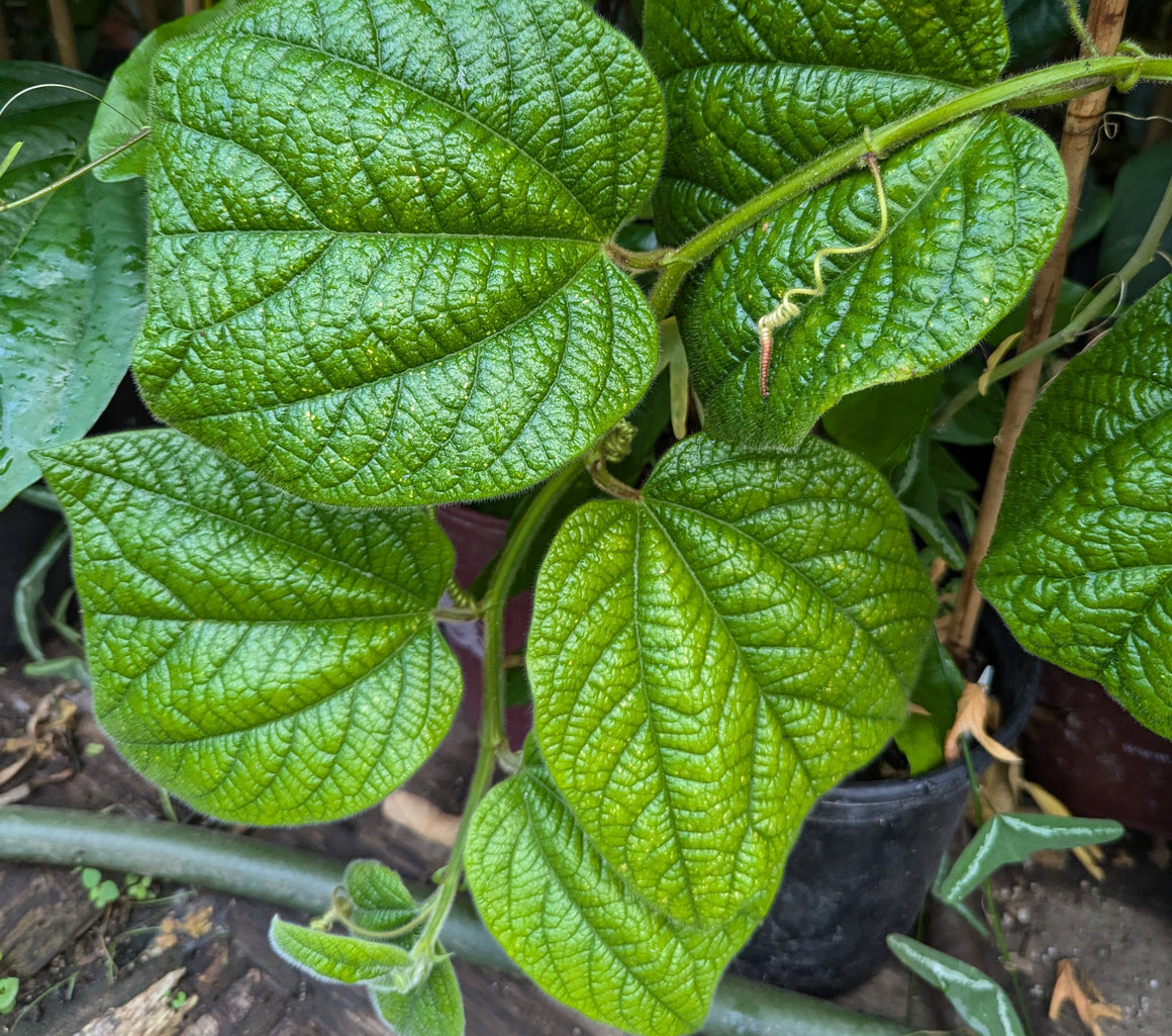 Passiflora costaricensis 4" pot