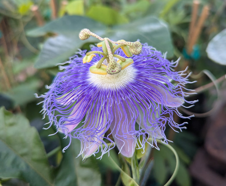 Passiflora garckei 4" pot