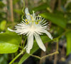 Passiflora malacophylla 4" pot