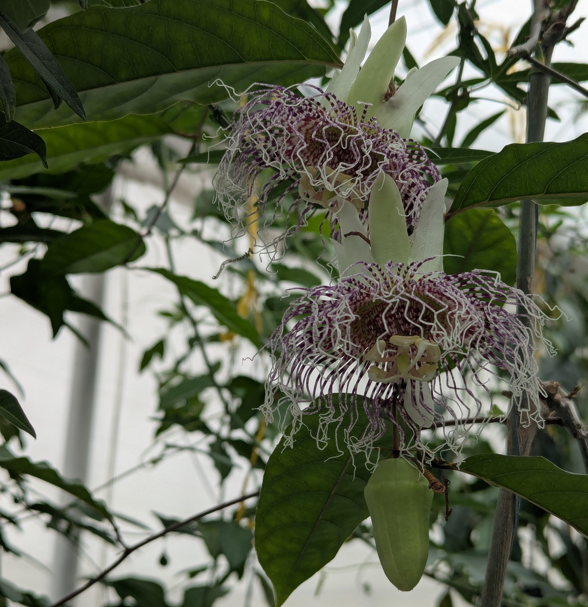 Passiflora metae 4" pot