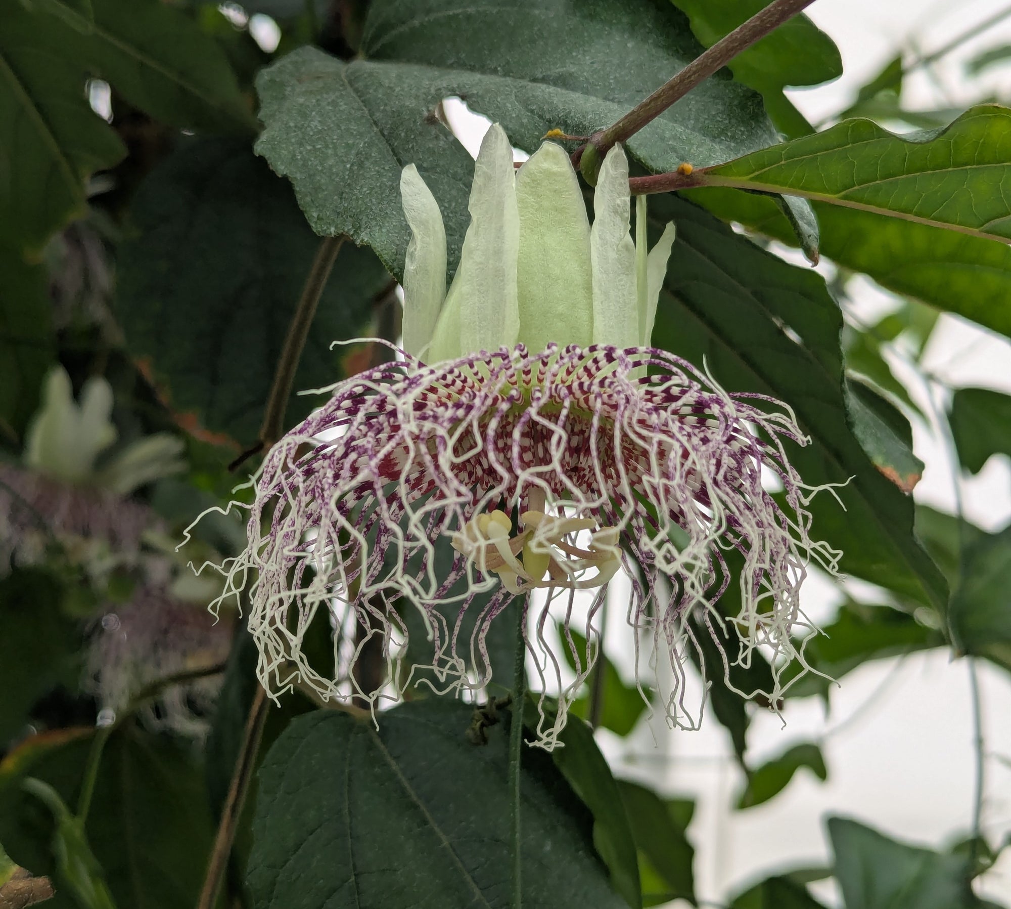 Passiflora metae 4" pot