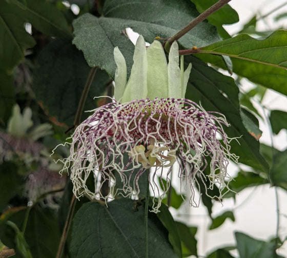 Passiflora metae 4" pot