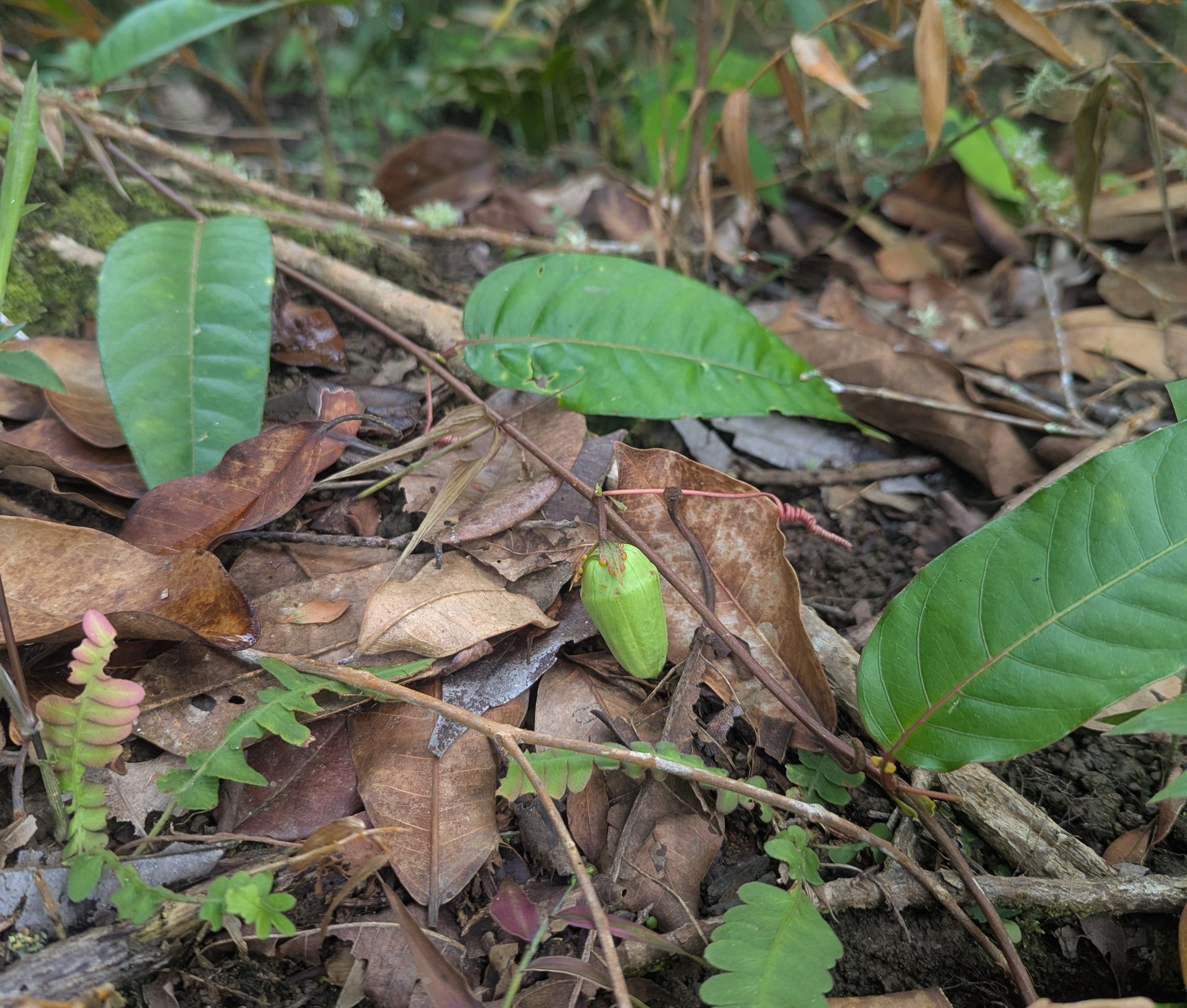 Passiflora metae 4" pot