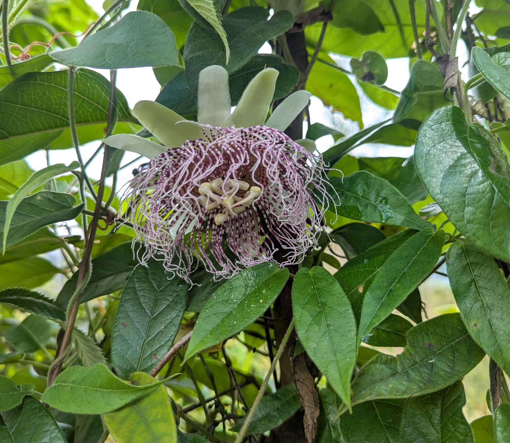 Passiflora metae 4" pot