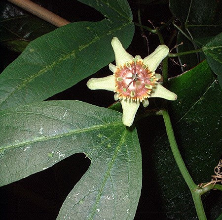 Passiflora ornithoura 4" pot